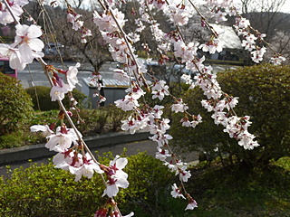 桜。。。枝先にも