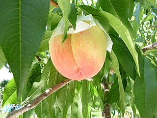 大きな大きな桃でーすﾖ！！